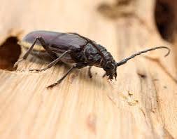 Traitement charpente